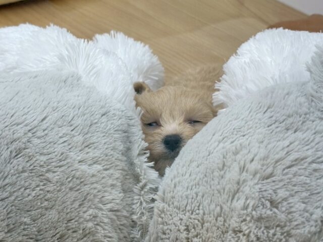 ぬくもり大好き♥くっつきわんこ!マルプーくん! マルプー