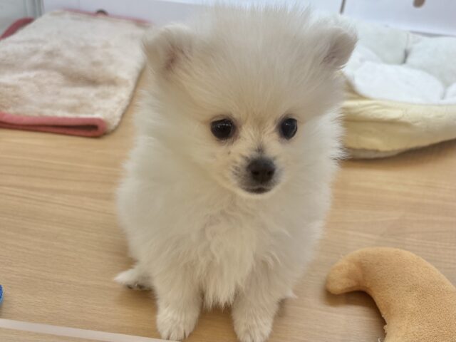 ポメラニアン