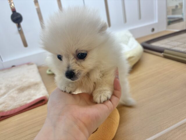 ポメラニアン