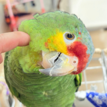 【動画更新🪄】二面性のある魅力的な男子🦜🪇キホオボウシインコ(男の子)