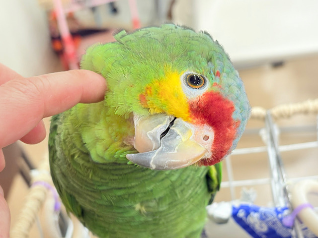 【動画更新🪄】二面性のある魅力的な男子🦜🪇キホオボウシインコ(男の子) 【動画更新🪄】二面性のある魅力的な男子🦜🪇キホオボウシインコ(男の子)