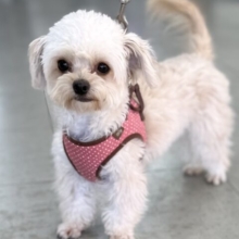 抱っこしてもらうと眠くなっちゃう🤍　MIX犬（チワワ×トイプードル）2025年5月26日生まれ　女の子