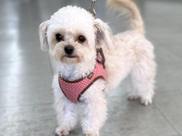 抱っこしてもらうと眠くなっちゃう🤍　MIX犬（チワワ×トイプードル）2025年5月26日生まれ　女の子