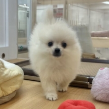 愛が止まること知りませんっ♥ポメラニアンくん！