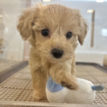 ぬくもり大好き♥くっつきわんこ！マルプーくん！