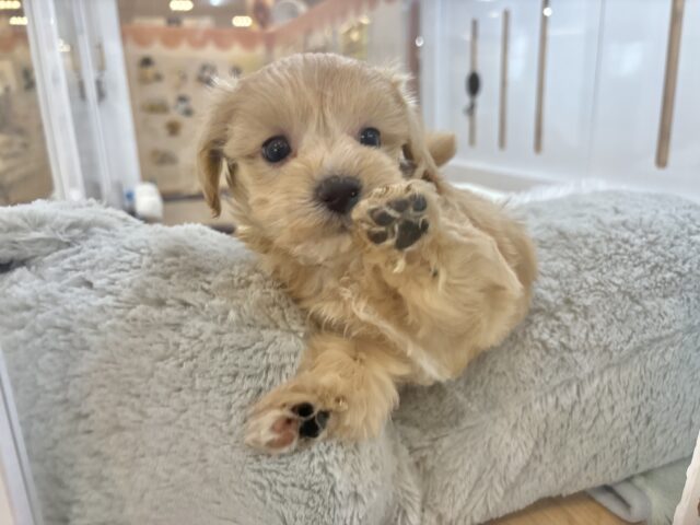 ぬくもり大好き♥くっつきわんこ!マルプーくん! マルプー