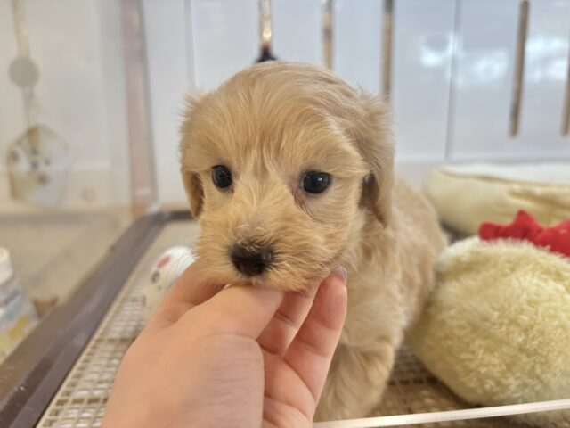 ぬくもり大好き♥くっつきわんこ!マルプーくん! マルプー