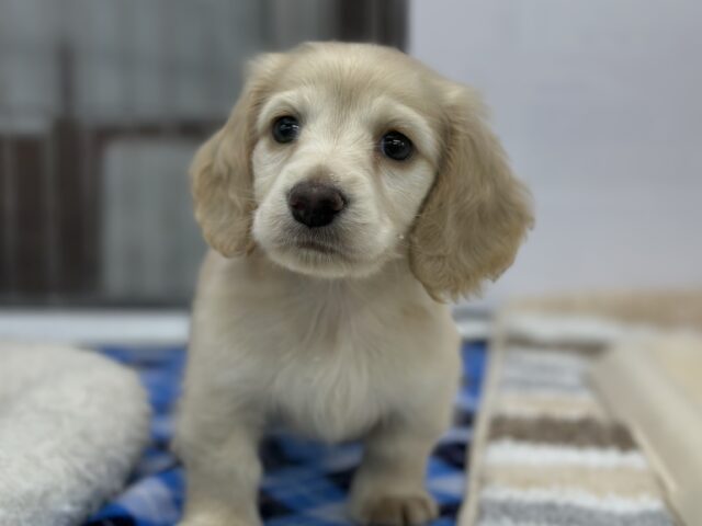 ミニチュアダックス