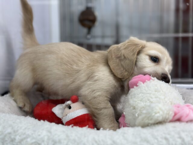 ミニチュアダックス