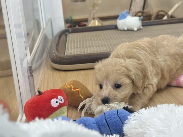 ぬくもり大好き♥くっつきわんこ!マルプーくん! マルプー