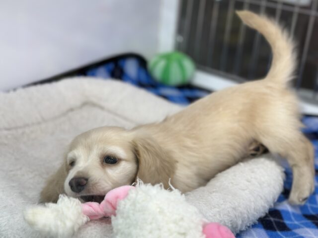 ミニチュアダックス