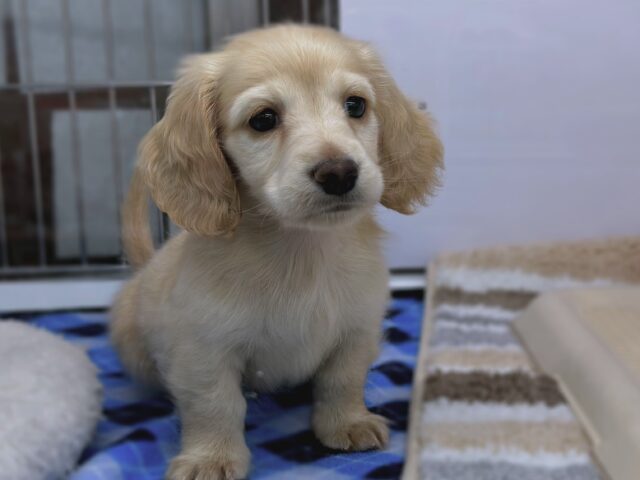 やんちゃボーイ⚽️ミニチュアダックスフンド（イエロー）2026年1月17日生まれ　男の子