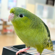 【最新画像更新🪄】むちむち♡意思強め系男子💫サザナミインコ(ダークグリーン) 男の子