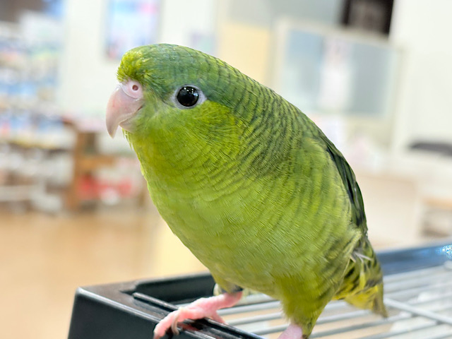 【最新画像更新🪄】むちむち♡意思強め系男子💫サザナミインコ(ダークグリーン) 男の子 【最新画像更新🪄】むちむち♡意思強め系男子💫サザナミインコ(ダークグリーン) 男の子