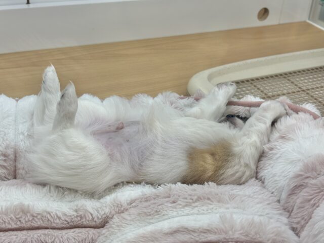 チワワ