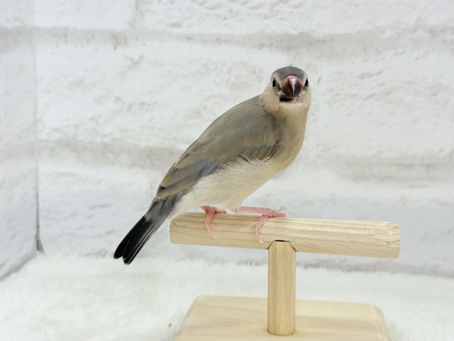 user_6cd345d3様　ブルーボタンインコ　コザクラインコ　桜文鳥　白文鳥 コザクラくん 文鳥は、この中から シルバー、白、桜各1羽 出番待ちです