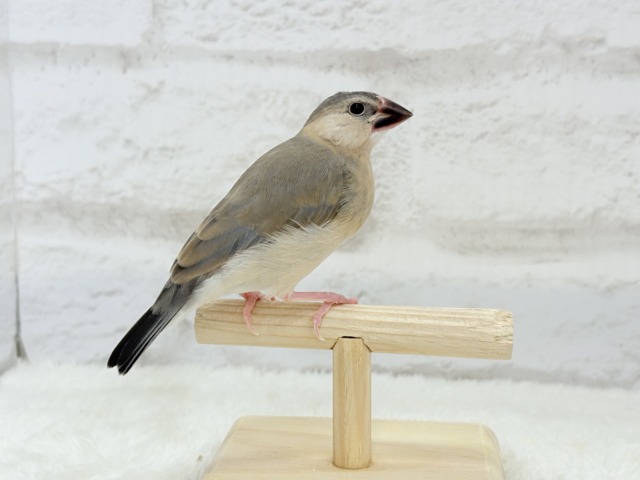 桜文鳥