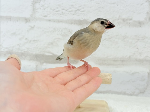 桜文鳥