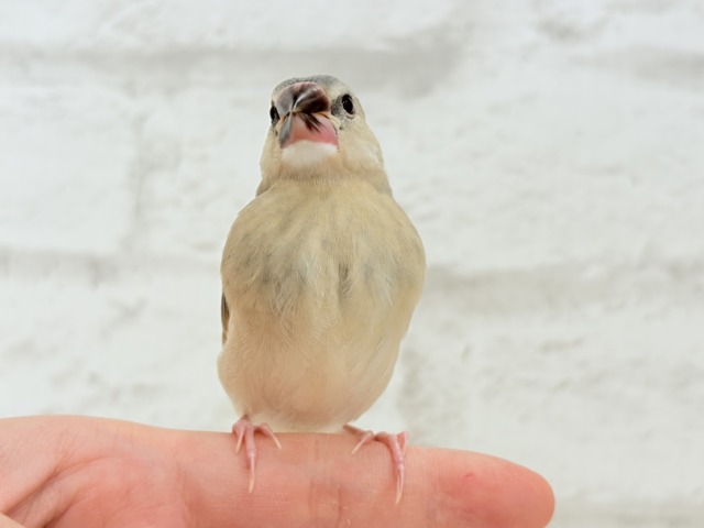 桜文鳥