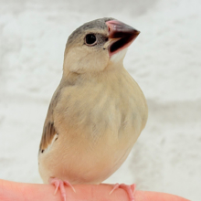 【最新画像更新🪄】文鳥界のリーダーを目指します𖤐  ̖́-‬桜文鳥 ヒナ