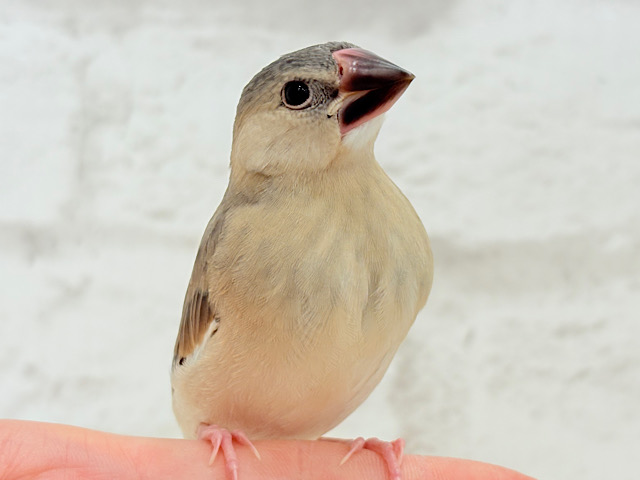 最新画像更新🪄】文鳥界のリーダーを目指します𖤐 ̖́-桜文鳥
