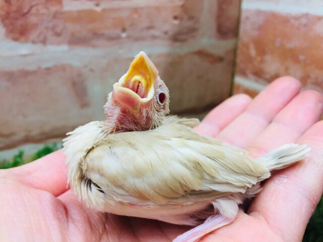 シナモン文鳥