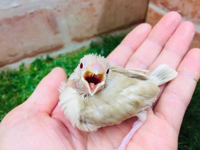 シナモン文鳥