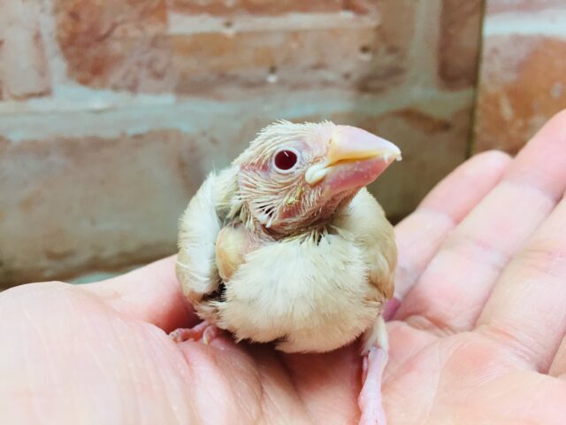 シナモン文鳥