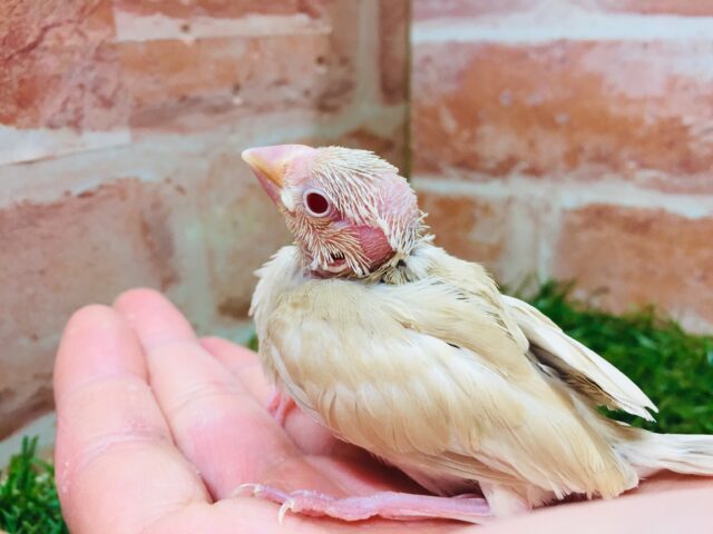 シナモン文鳥