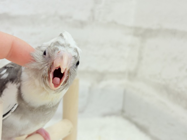 オカメインコ