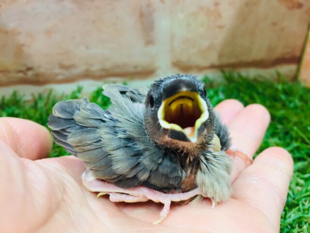 大人気カラー!!桜文鳥さんがやってきましたよ~💜💜💜 桜文鳥