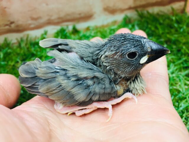 大人気カラー!!桜文鳥さんがやってきましたよ~💜💜💜 桜文鳥