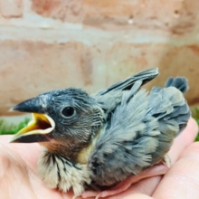 大人気カラー！！桜文鳥さんがやってきましたよ～💜💜💜