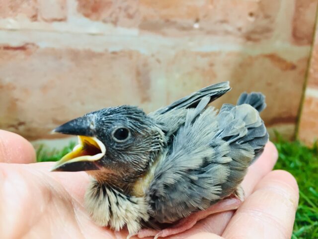 大人気カラー!!桜文鳥さんがやってきましたよ~💜💜💜 桜文鳥