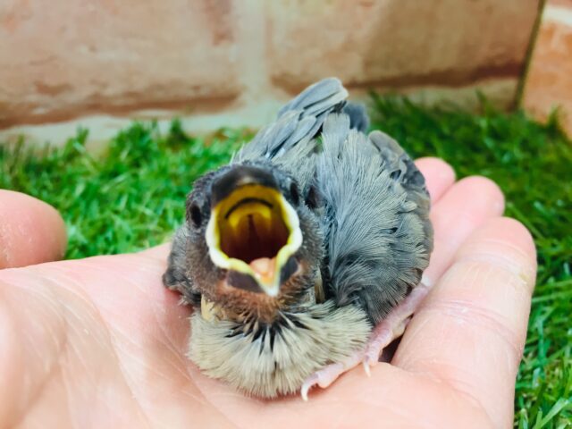 大人気カラー!!桜文鳥さんがやってきましたよ~💜💜💜 桜文鳥