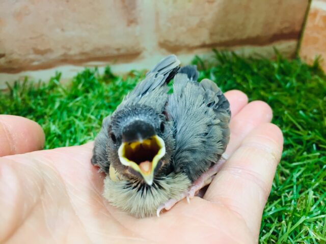大人気カラー!!桜文鳥さんがやってきましたよ~💜💜💜 桜文鳥