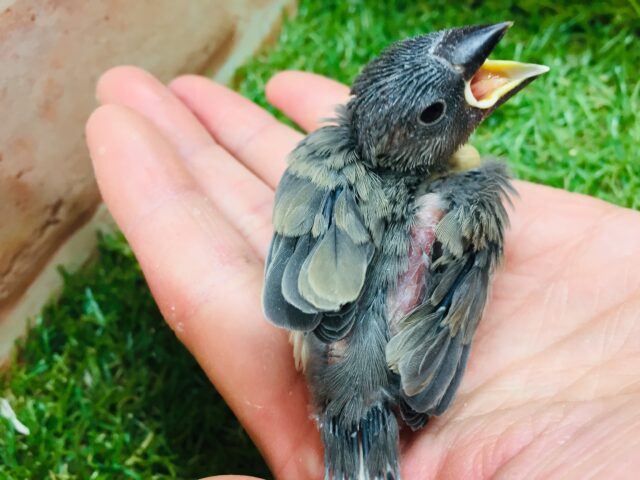 大人気カラー!!桜文鳥さんがやってきましたよ~💜💜💜 桜文鳥