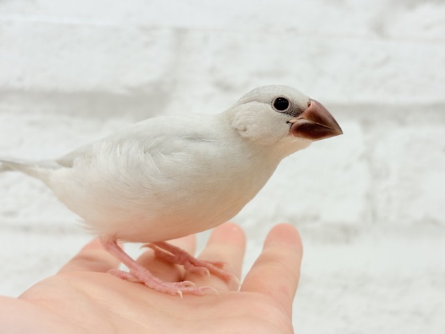 シルバー文鳥