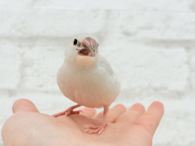シルバー文鳥