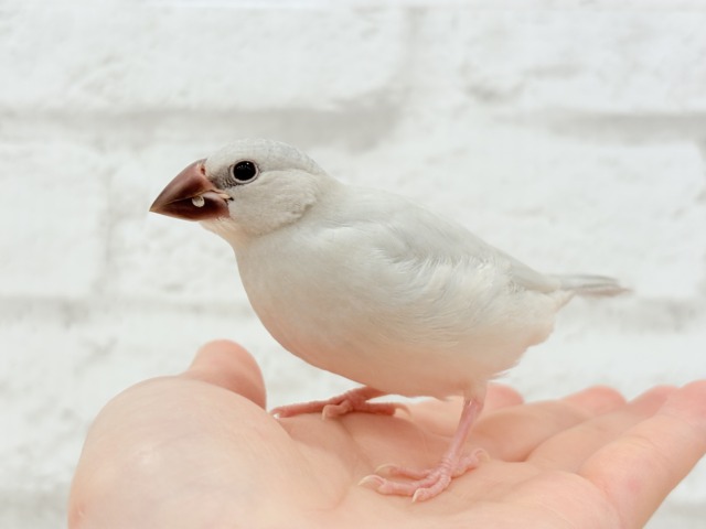 シルバー文鳥