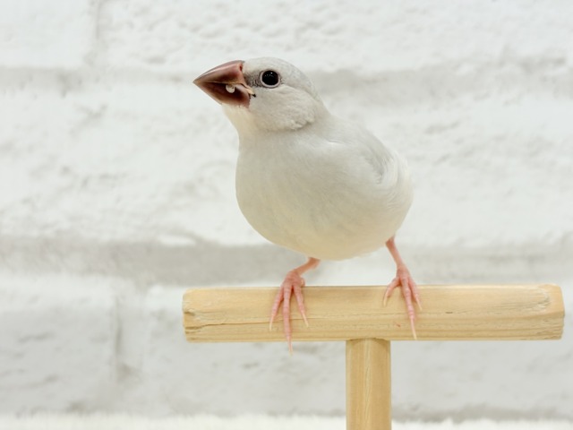 シルバー文鳥