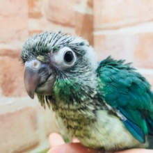 ワタワタベイビーの登場🔥🔥🔥　ウロコインコ（ブルー）