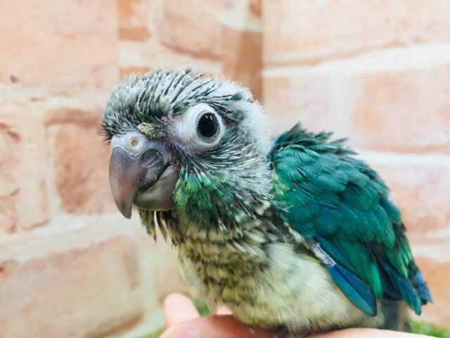 ウロコインコ
