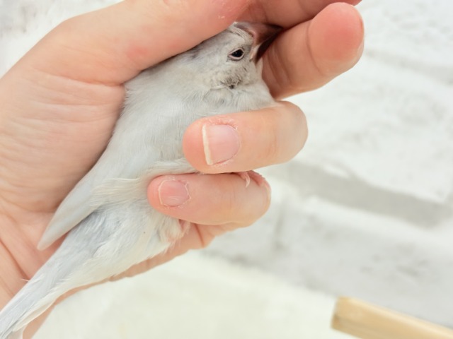 シルバー文鳥