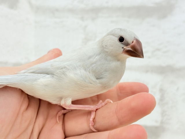 シルバー文鳥