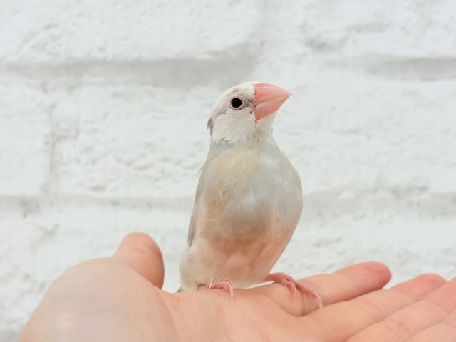 アゲイト文鳥