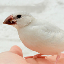 【最新画像更新🪄】食欲に勝るものは無し！！！シルバー文鳥 ヒナ