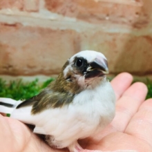 可愛らしい十姉妹ちゃんのご紹介です！！✨✨✨