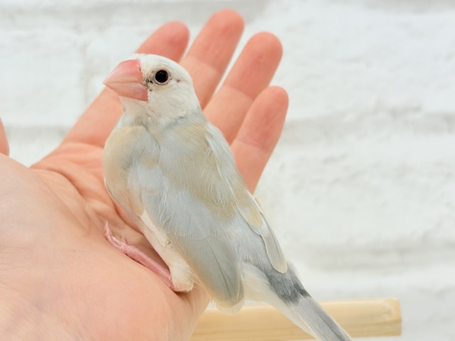 アゲイト文鳥