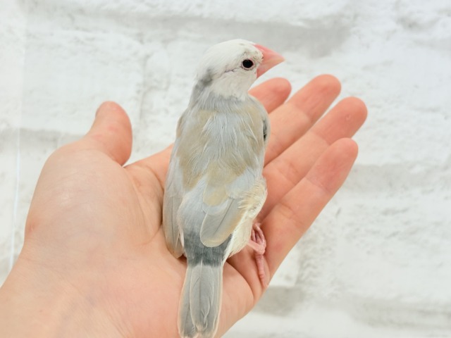 アゲイト文鳥